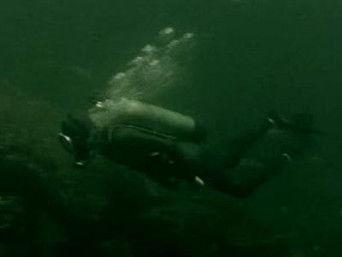 The Marine Biologist