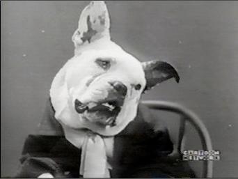 Attack of the Cute Little Puppies