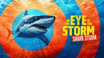 In the Eye of the Storm: Shark Storm