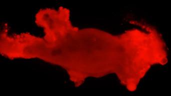 Why Do Microbes Explode Under UV Light?