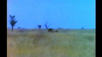 Spotted Ghost - Part 2