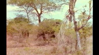 Vanishing with the Wilderness