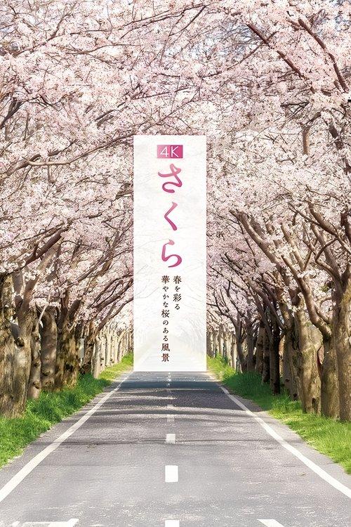 4K Sakura: A vibrant cherry blossom landscape that colors the spring. film afişi