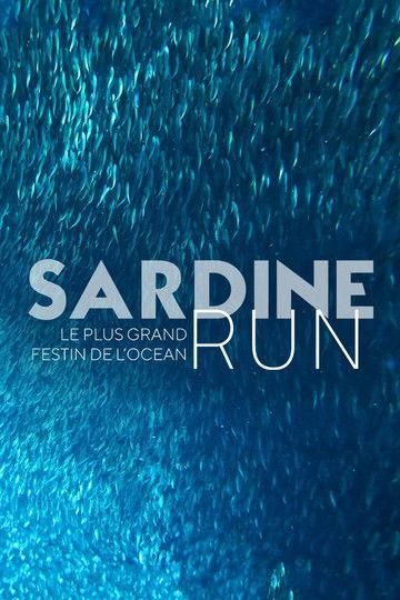 Sardine Run, le plus grand festin de l'océan film afişi