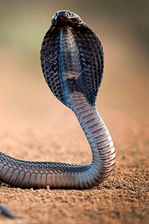 One Million Snake Bites film afişi