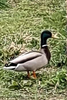 nature film film afişi