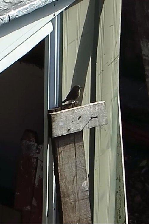 Jardín de piedra film afişi