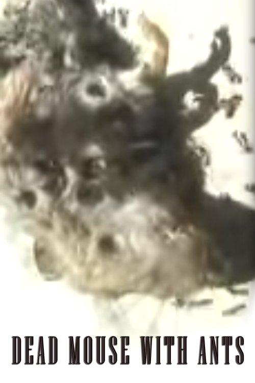 Dead Mouse with Ants film afişi