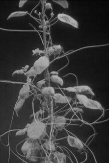 The Strangler film afişi