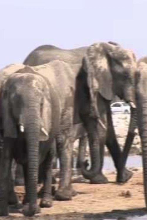 Afterimages film afişi