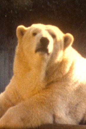 Tierpfleger / Tierpflegerin film afişi