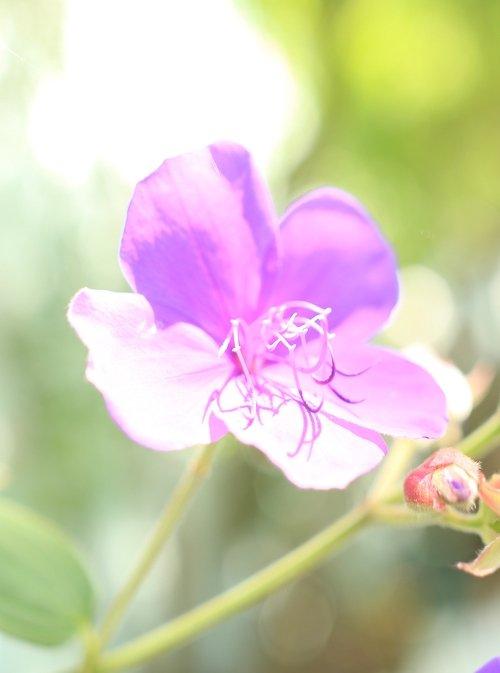 Santa Rosa film afişi