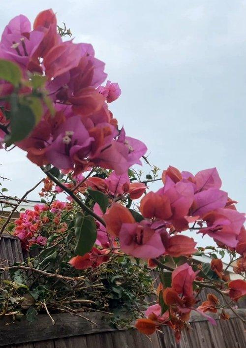 Scars Painted Over film afişi