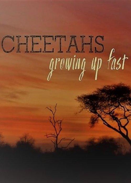 Cheetahs: Growing Up Fast film afişi