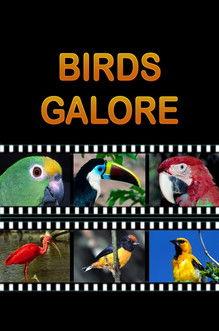 Birds Galore film afişi