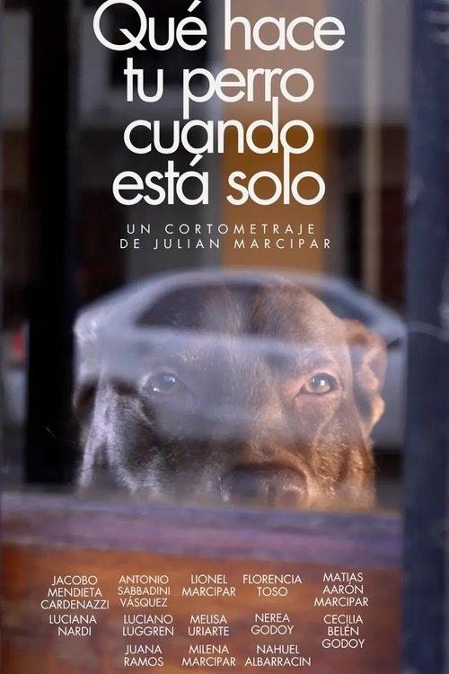 Qué hace tu perro cuando está solo film afişi