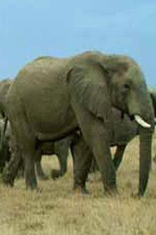 Water and Fire film afişi