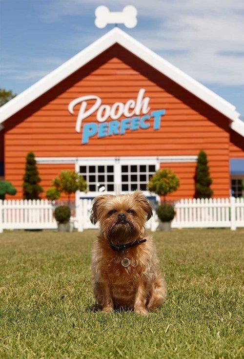 Pooch Perfect dizi afişi
