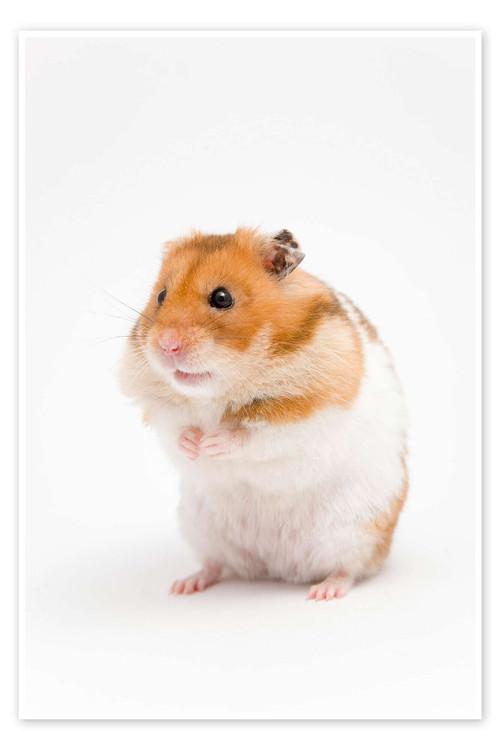 The Intervention film afişi