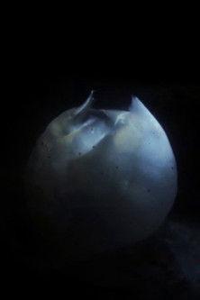 Mulldjuret film afişi