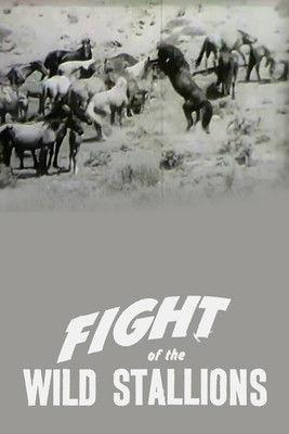 Fight of the Wild Stallions film afişi