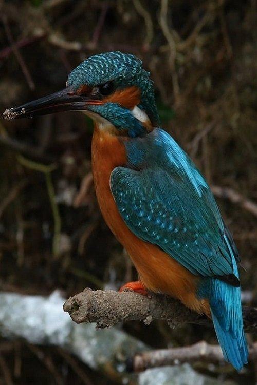 La Rivière film afişi