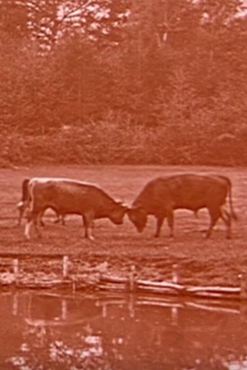 Breeding of Bresse Chickens in Cousance film afişi