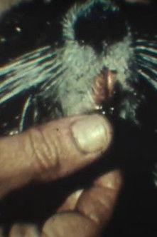 Fauna sudamericana N° 9: Nutria film afişi