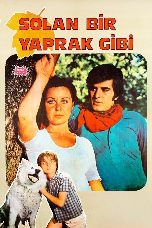 Solan Bir Yaprak Gibi film afişi
