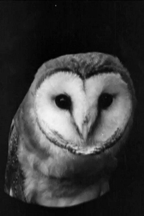 The White Owl film afişi