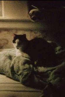 My Cat, My Garden, and 9/11 film afişi