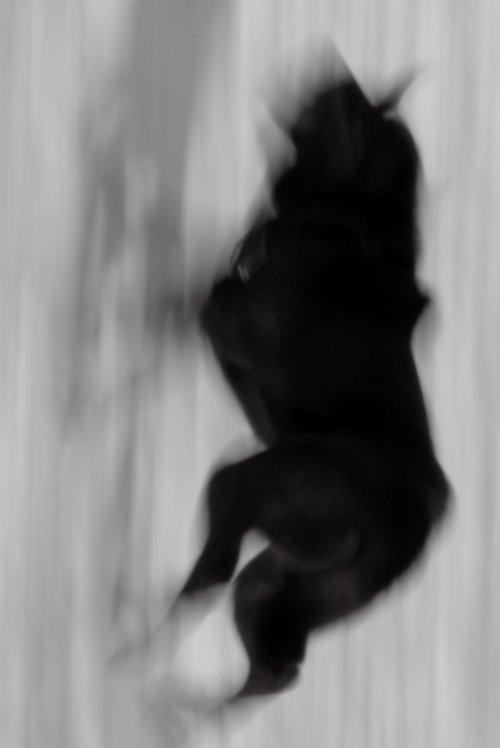 Two Dogs film afişi